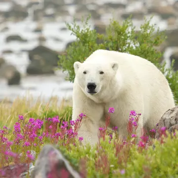 Canadian Polar Bear walking in the colorful arctic tundra of the Hudson Bay near Churchill, Manitoba, in summer.