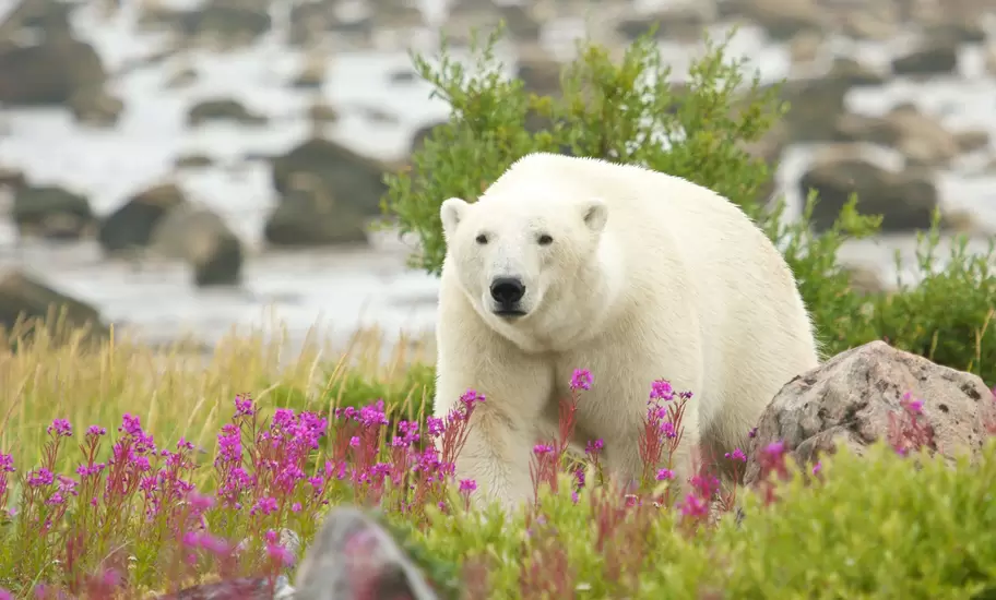 Canadian Polar Bear walking in the colorful arctic tundra of the Hudson Bay near Churchill, Manitoba, in summer.