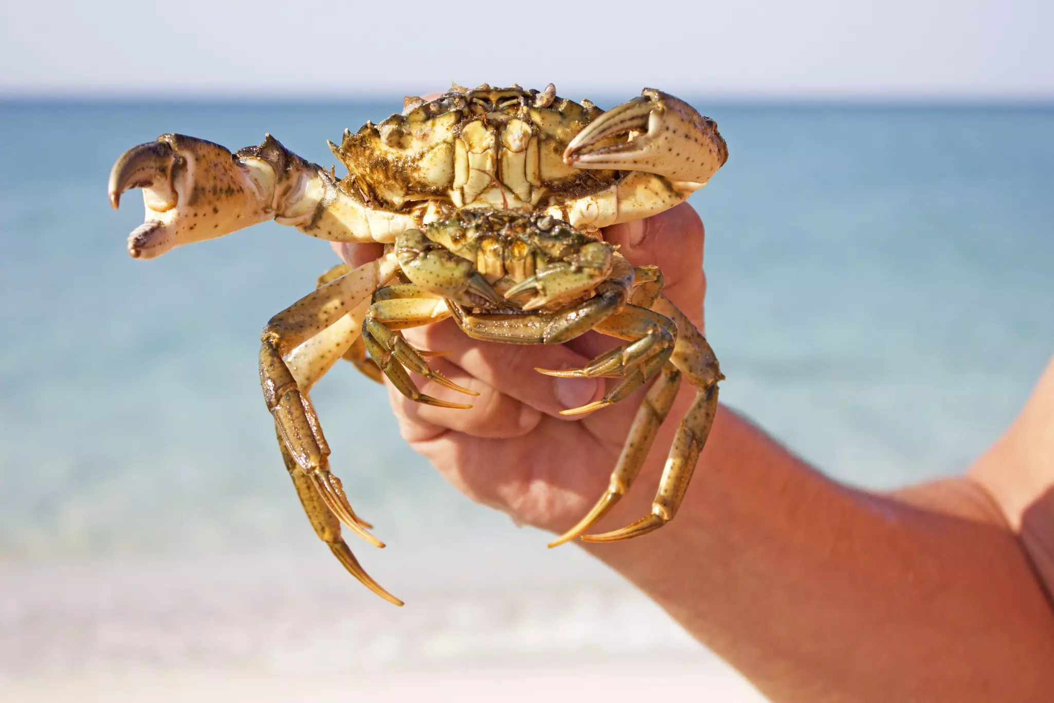 Crab caught at depth in the sea.