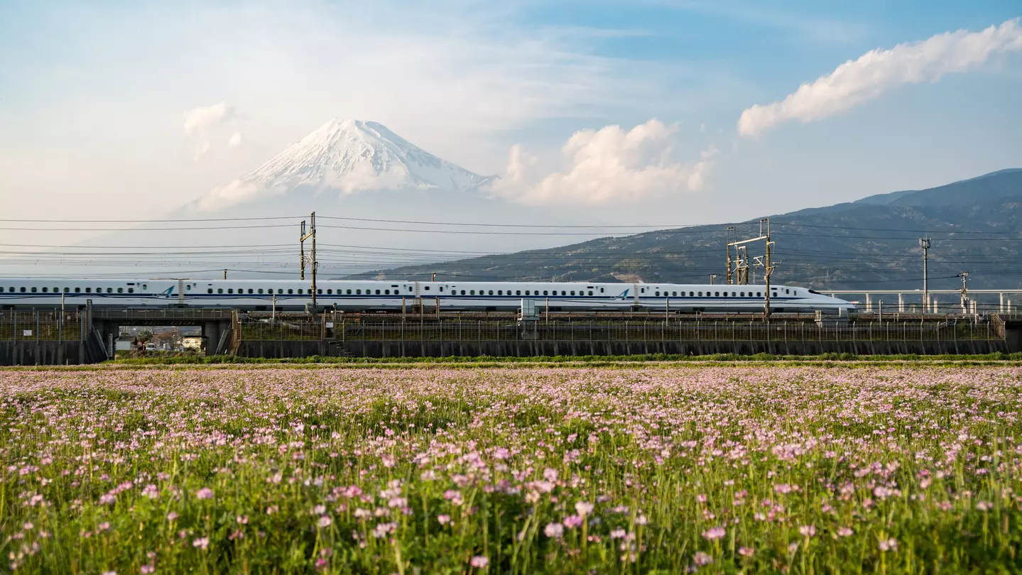 Japan Tokaido Shinkansen with Mount Fuji in background and a field of flowers in the foreground.