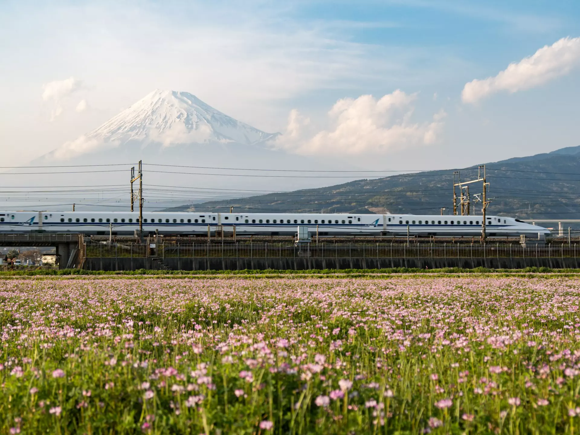 Japan Tokaido Shinkansen with Mount Fuji in background and a field of flowers in the foreground.