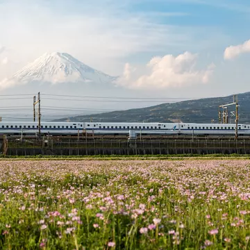 Japan Tokaido Shinkansen with Mount Fuji in background and a field of flowers in the foreground.