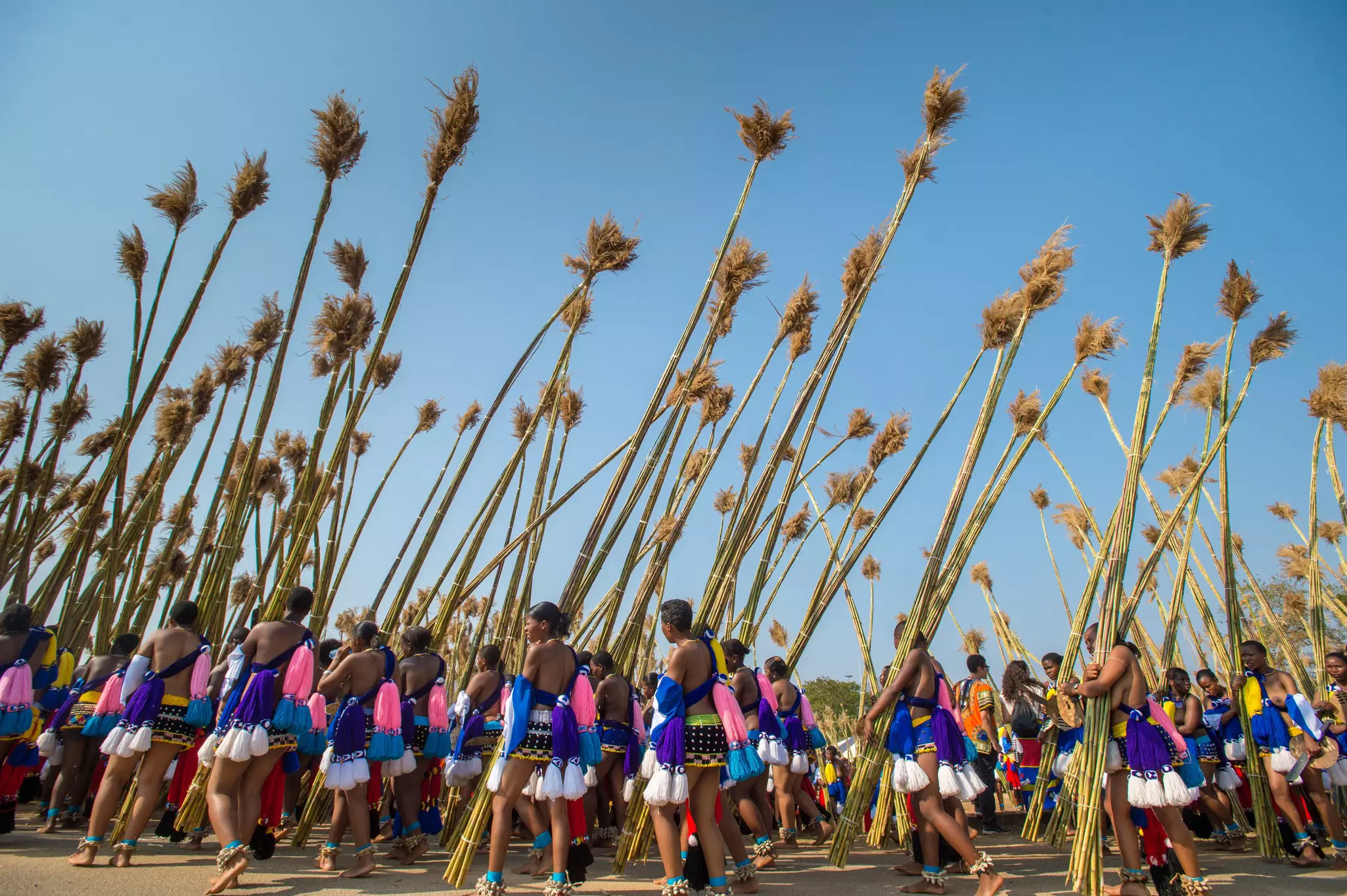 Young women in colorful outfits carry tall reeds