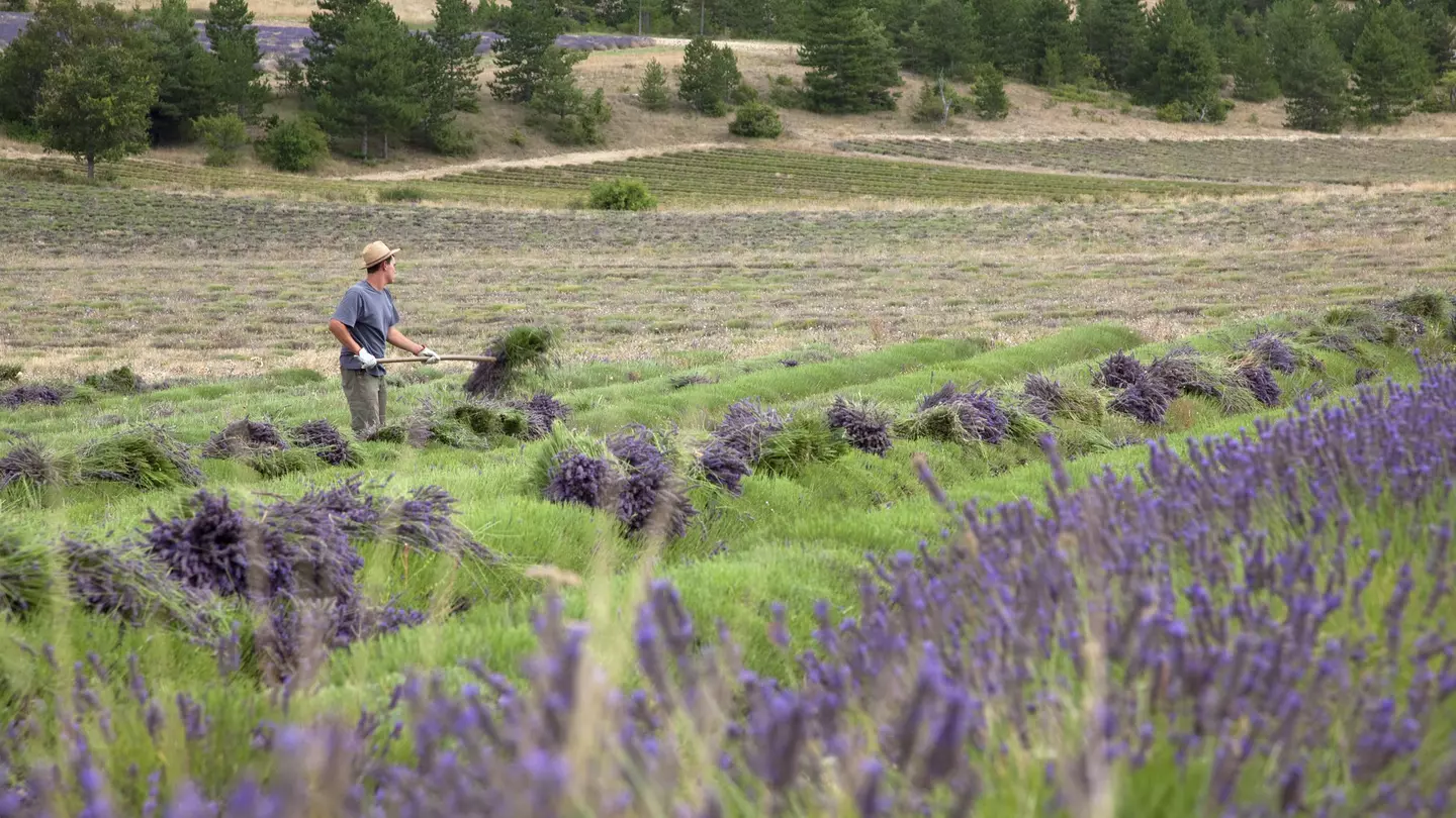 Young man harvesting lavender with pick fork, Sault, Provence
