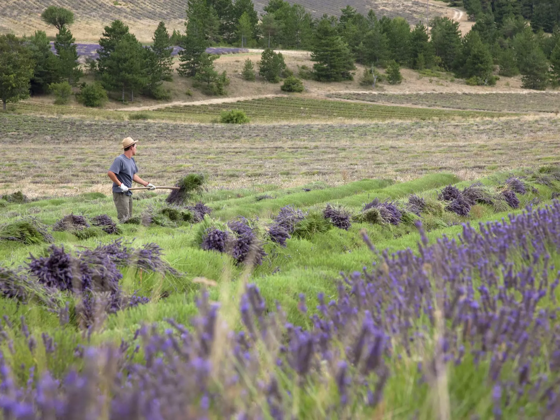Young man harvesting lavender with pick fork, Sault, Provence