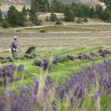 Young man harvesting lavender with pick fork, Sault, Provence