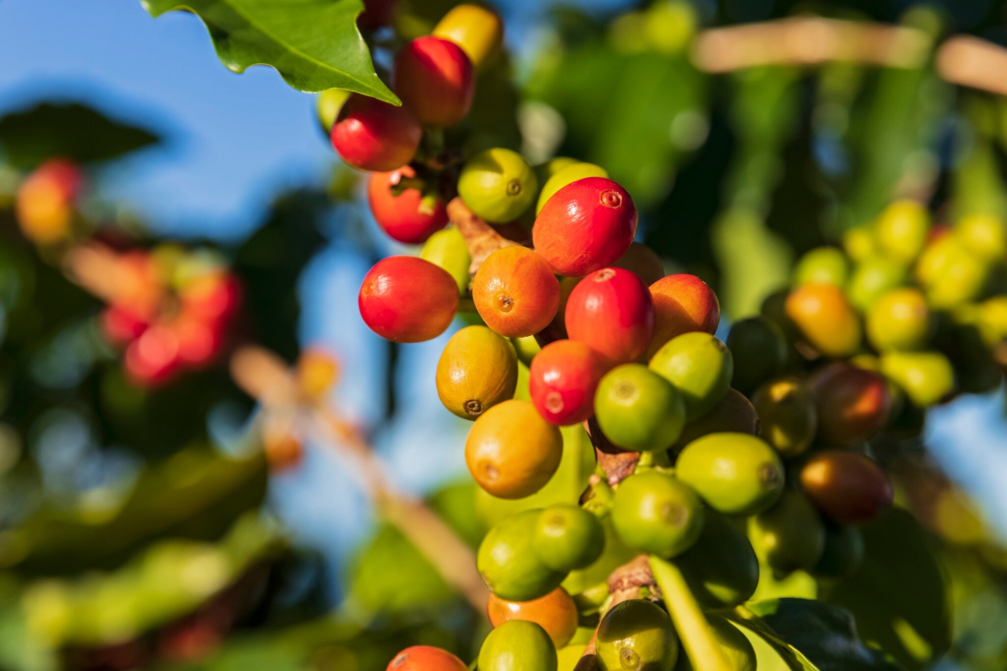 Coffee berries, close-up
1150294125
coffee, coffee bean, coffee plantation, cultivation, green, hawaii