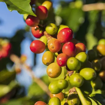 Coffee berries, close-up
1150294125
coffee, coffee bean, coffee plantation, cultivation, green, hawaii