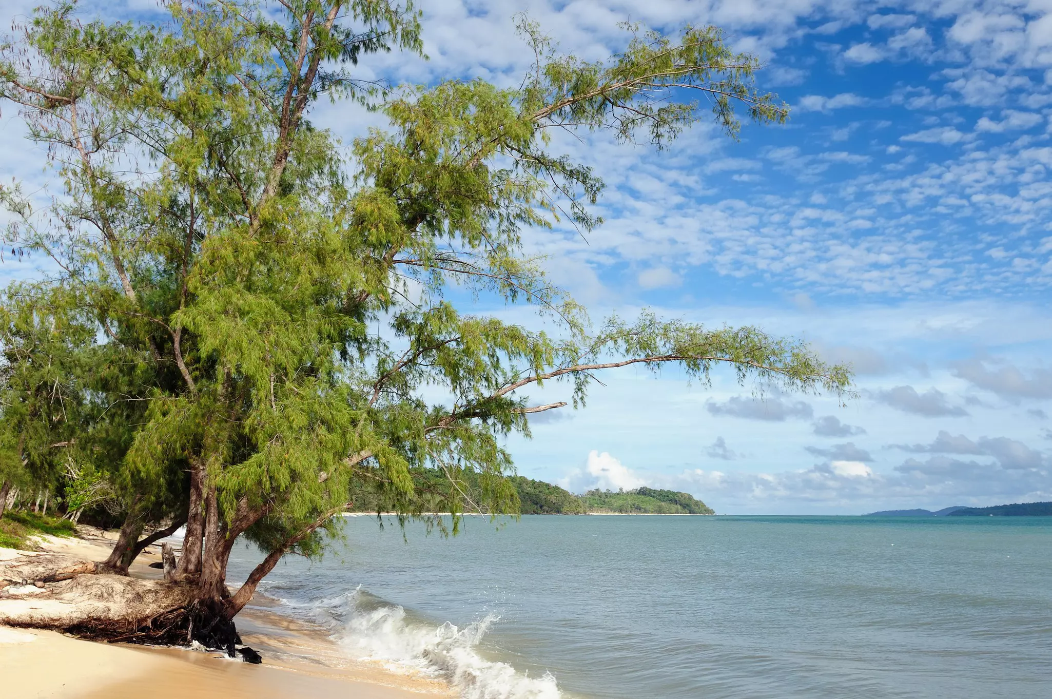 A wave crashes near a tree growing by the shoreline on a narrow sandy beach in Cambodia.