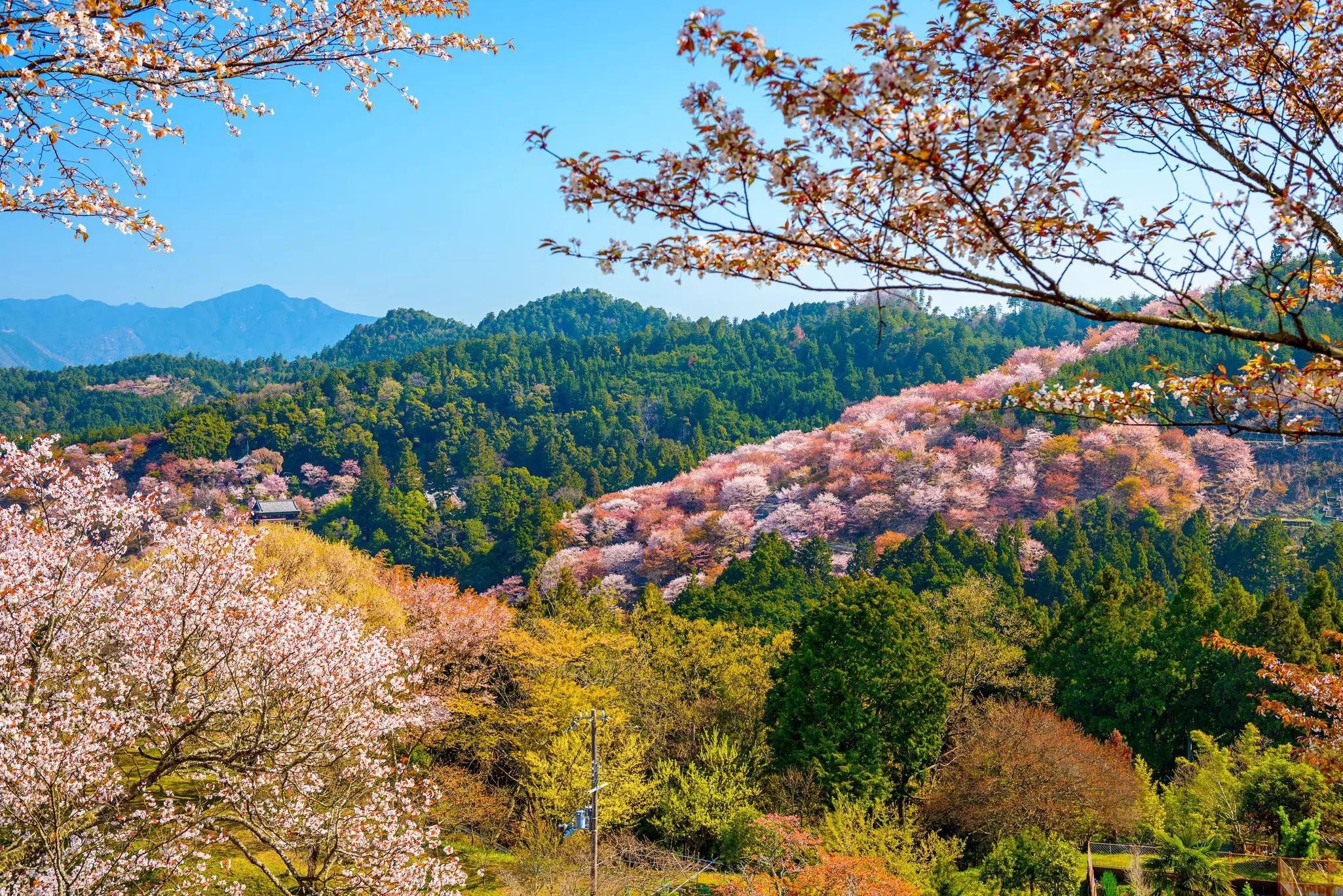 Pink cherry blossoms within a stretch of woodland covering a hillside
