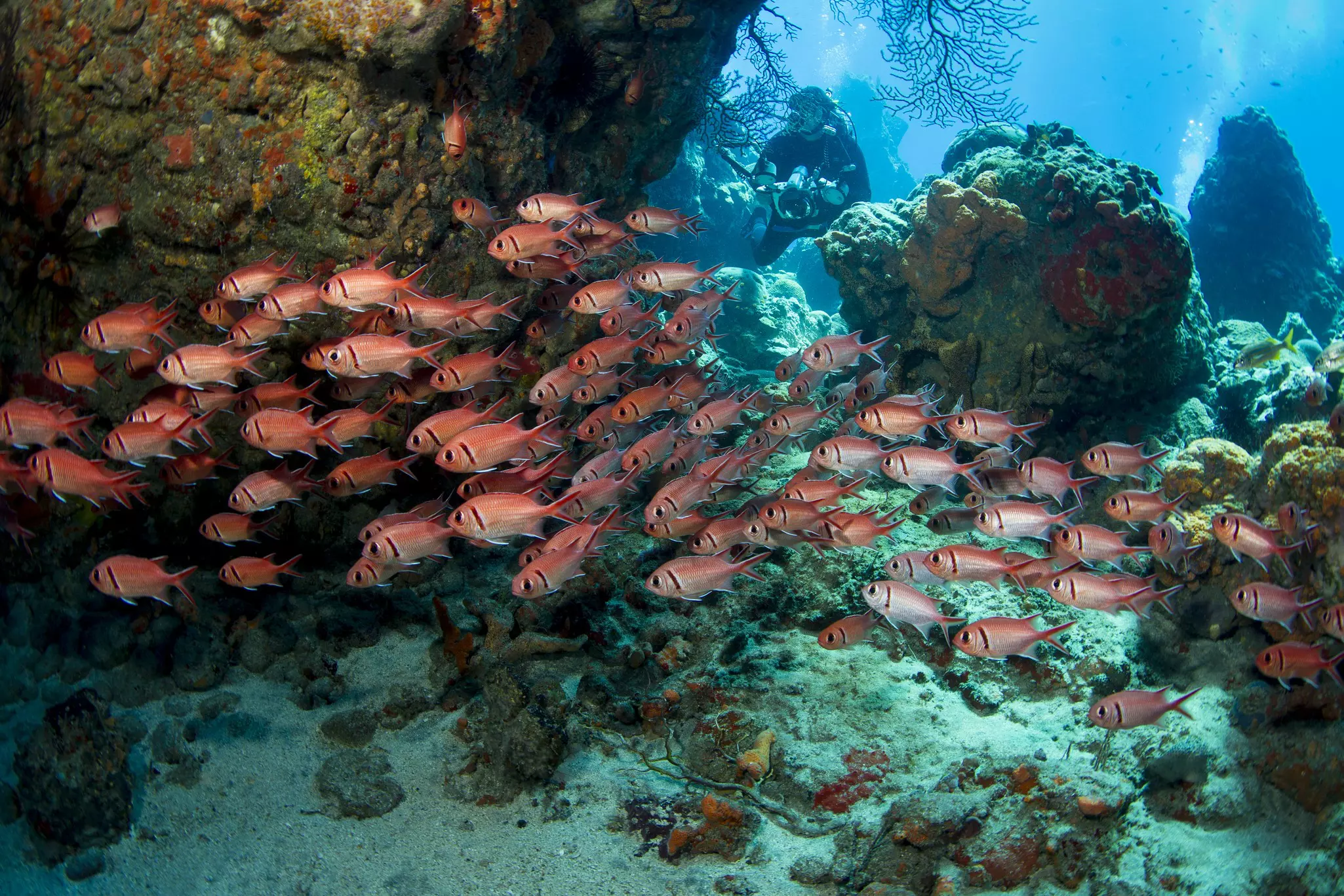 Large school of brightly colored Blackbar soldierfish swirl around an underwater pinnacle as a scuba diver watches on