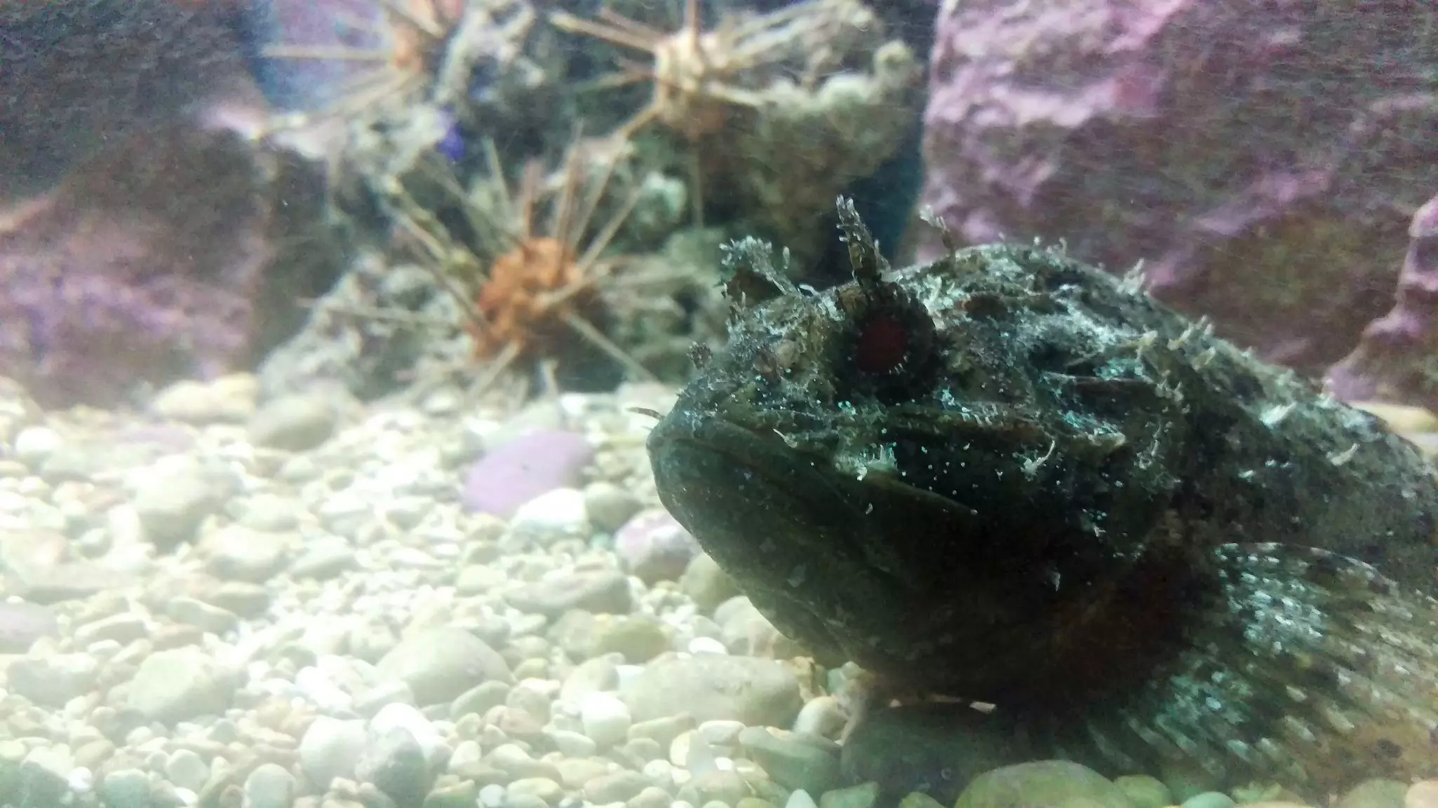 Check out this sleepy scorpion fish and more underwater life at the Dubrovnik Aquarium. Vesna Celebic/Lonely Planet