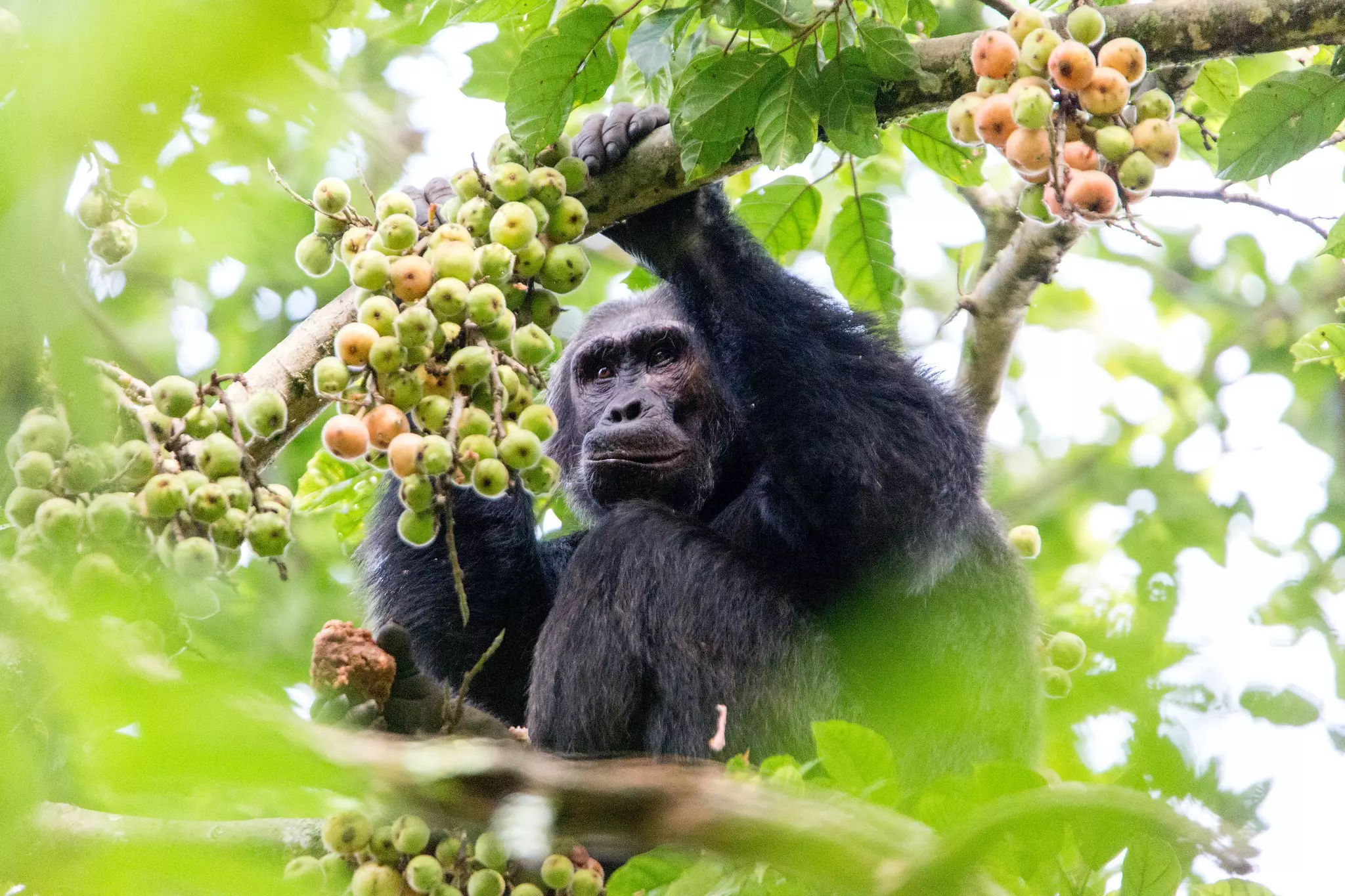 Chimpanzees tend to garner most of the spotlight in Nyungwe Forest National Park © Courtesy of Visit Rwanda