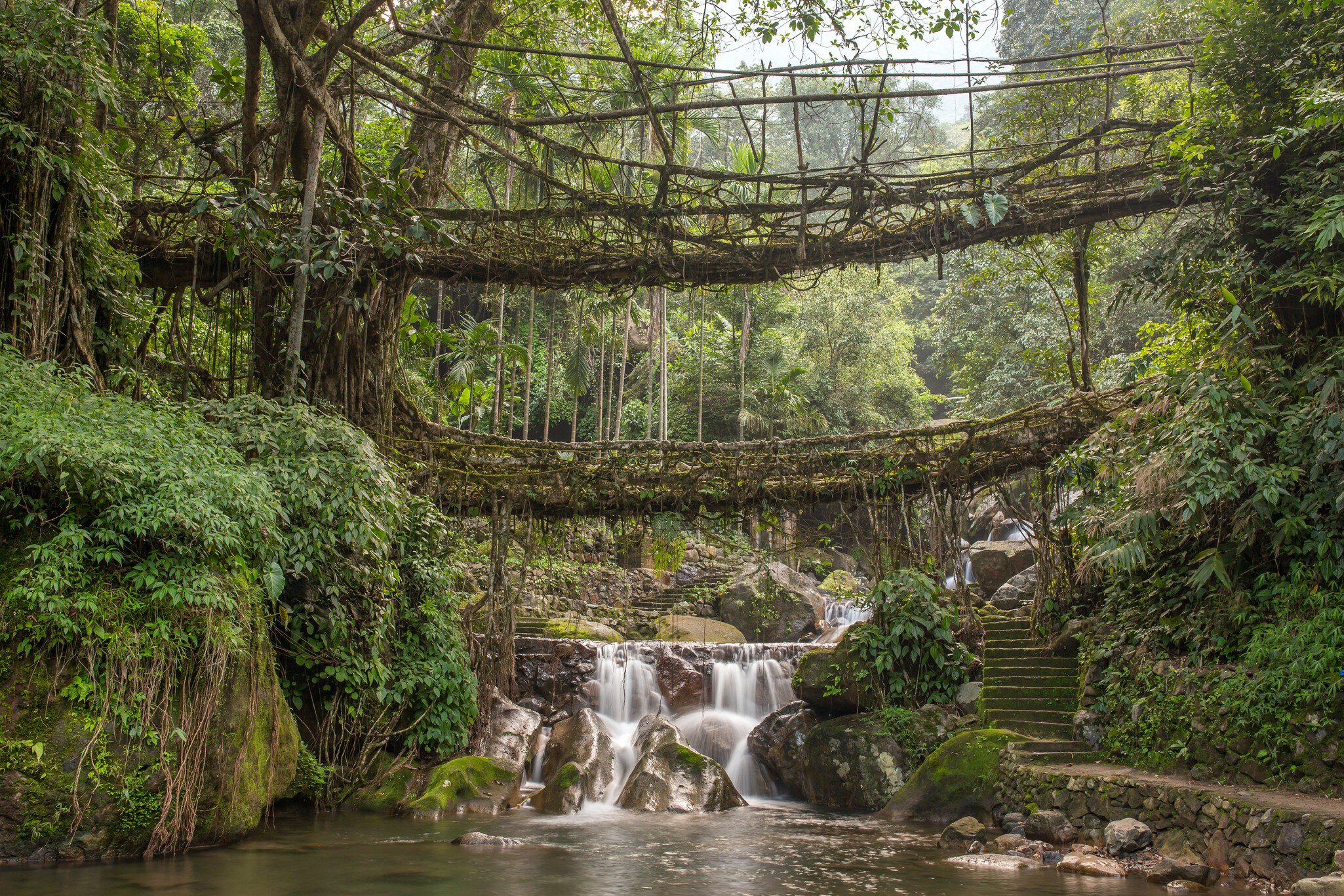 Living Root Bridge in Meghalaya, India