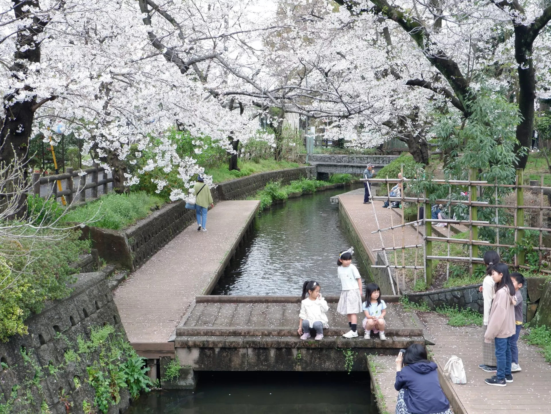 A view of children standing on a small bridge over a canal under white cherry blossoms.