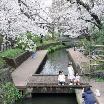 A view of children standing on a small bridge over a canal under white cherry blossoms.