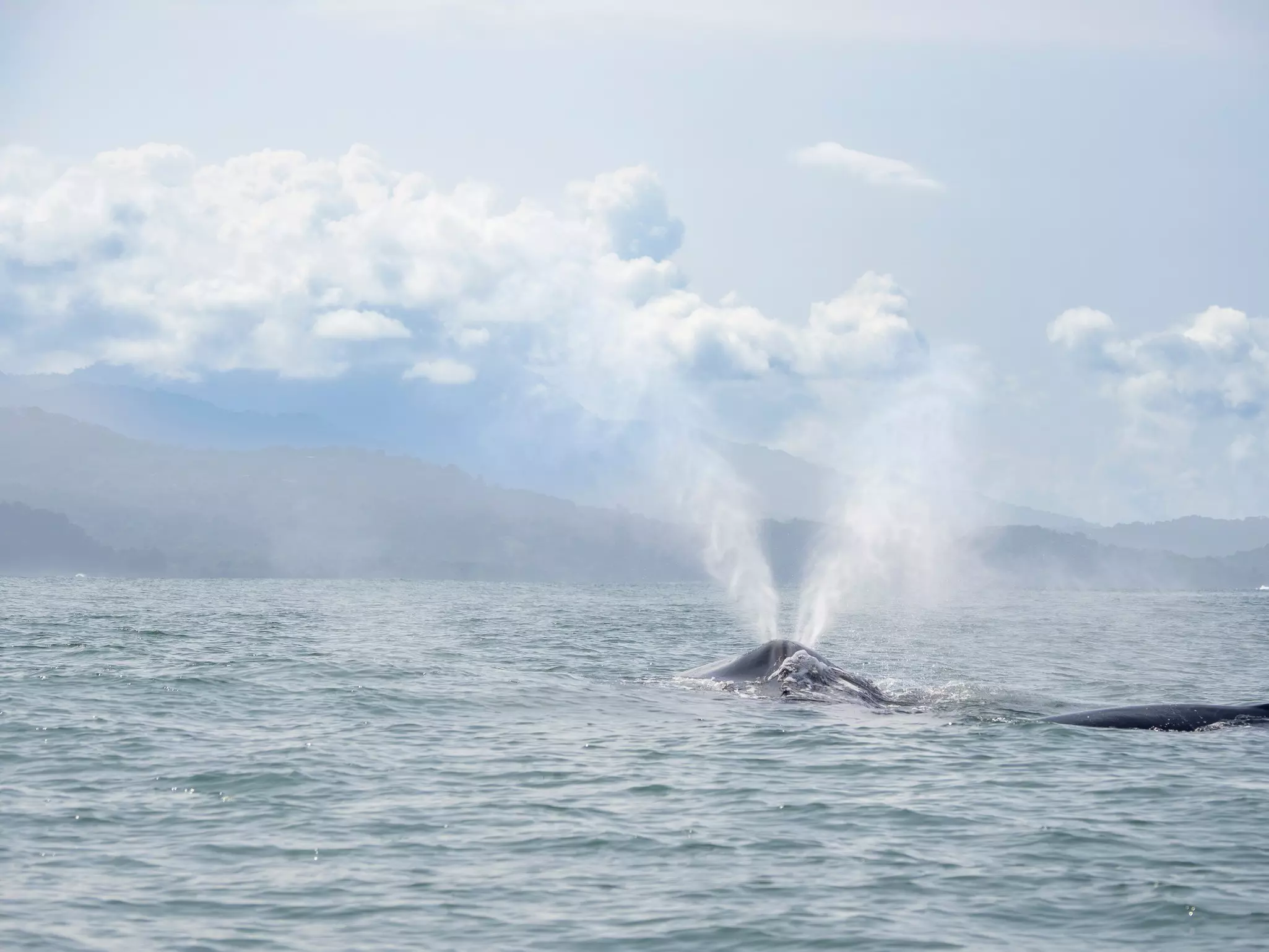 A humpback whale breaches in the ocean waters off of Costa Rica