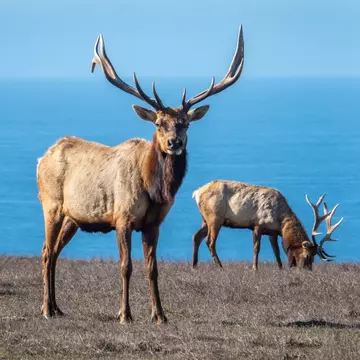 Two male Tule Elk (Cervus canadensis nannodes) bulls graze the grassy hillsides of Point Reyes National Seashore preserve, near Drake's Beach, in Marin County, California, with view of Pacific Ocean., License Type: media, Download Time: 2025-11-11T18:39:06.000Z, User: meg3348277, Editorial: false, purchase_order: 56530 - Guidebooks, job: Global Publishing-WIP, client: Lonely Planet 'Journey - Pacific Coast Highway 1', other: Megan Cassidy