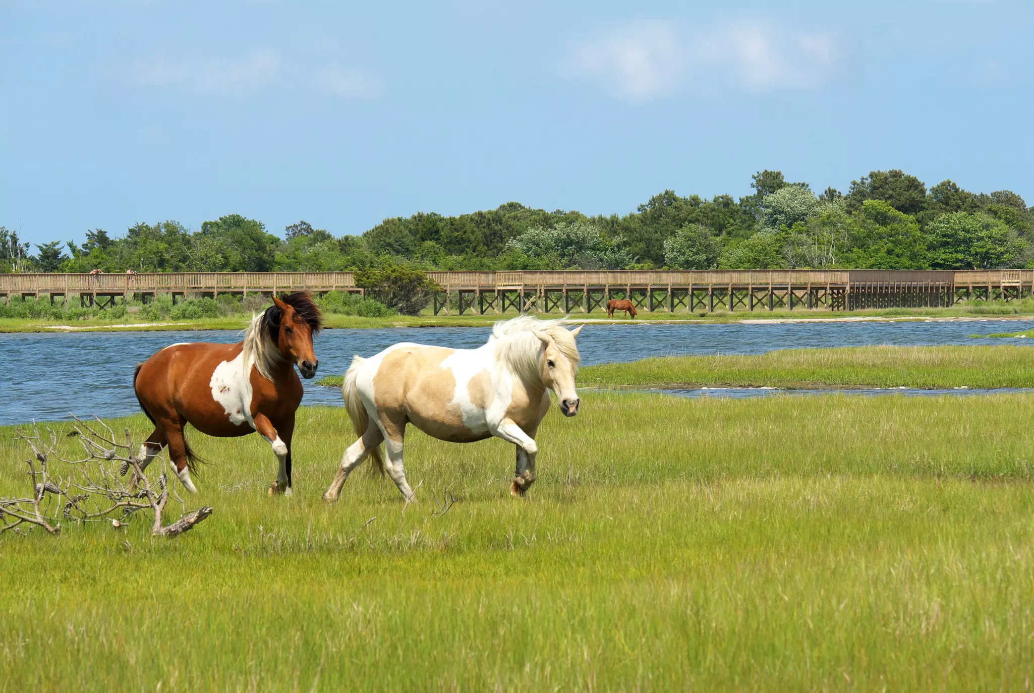 On the Run-Two Assateague Ponies