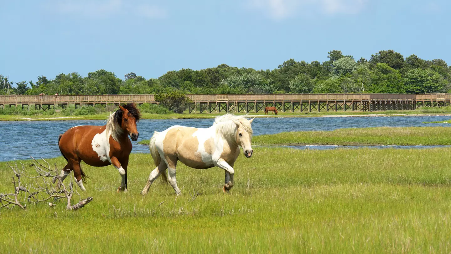 On the Run-Two Assateague Ponies