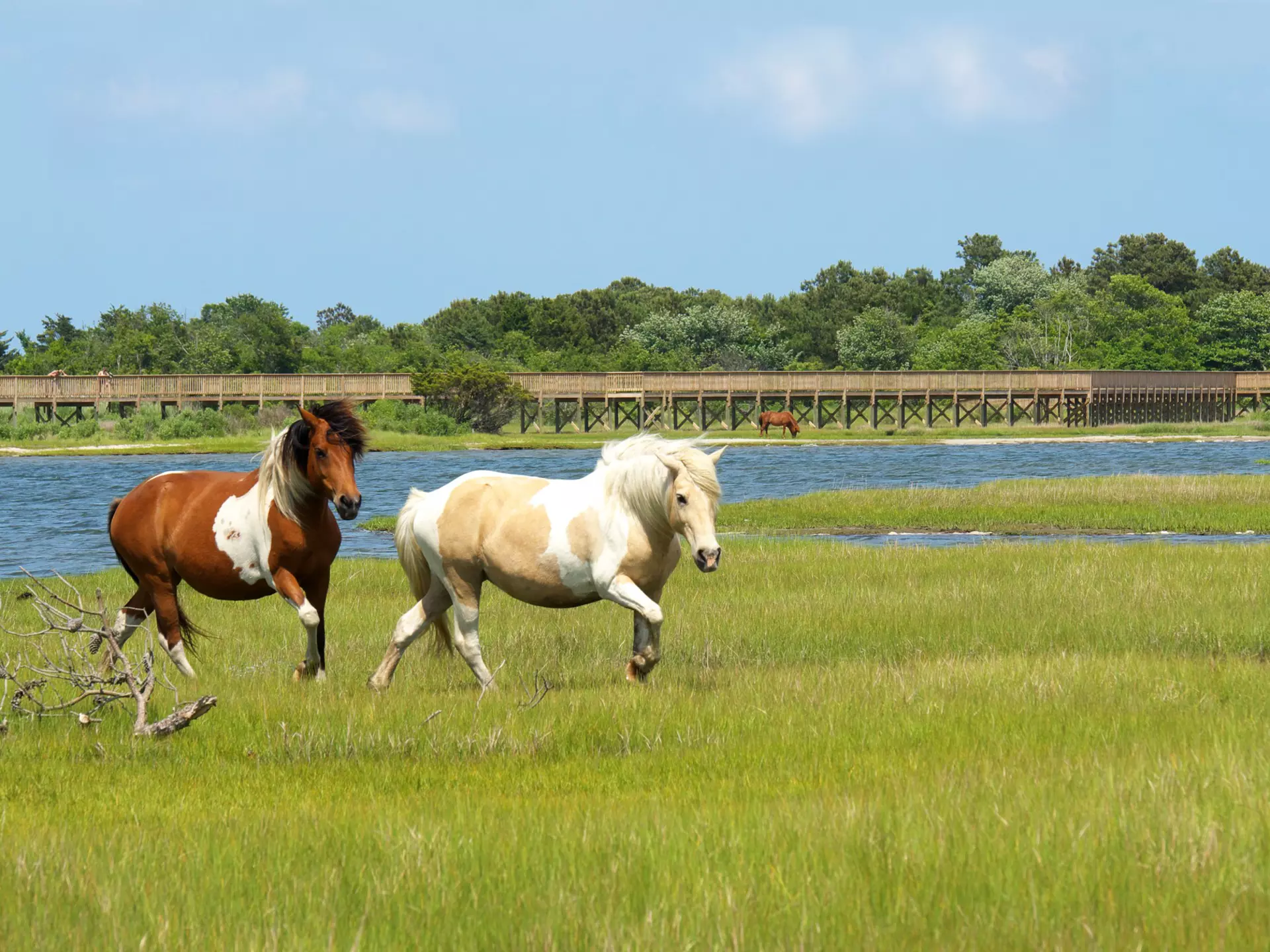 On the Run-Two Assateague Ponies