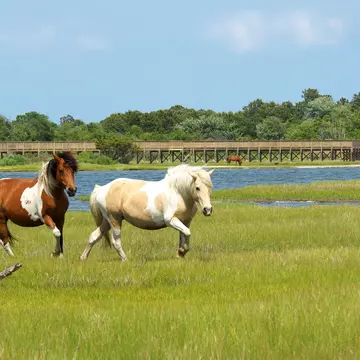 On the Run-Two Assateague Ponies