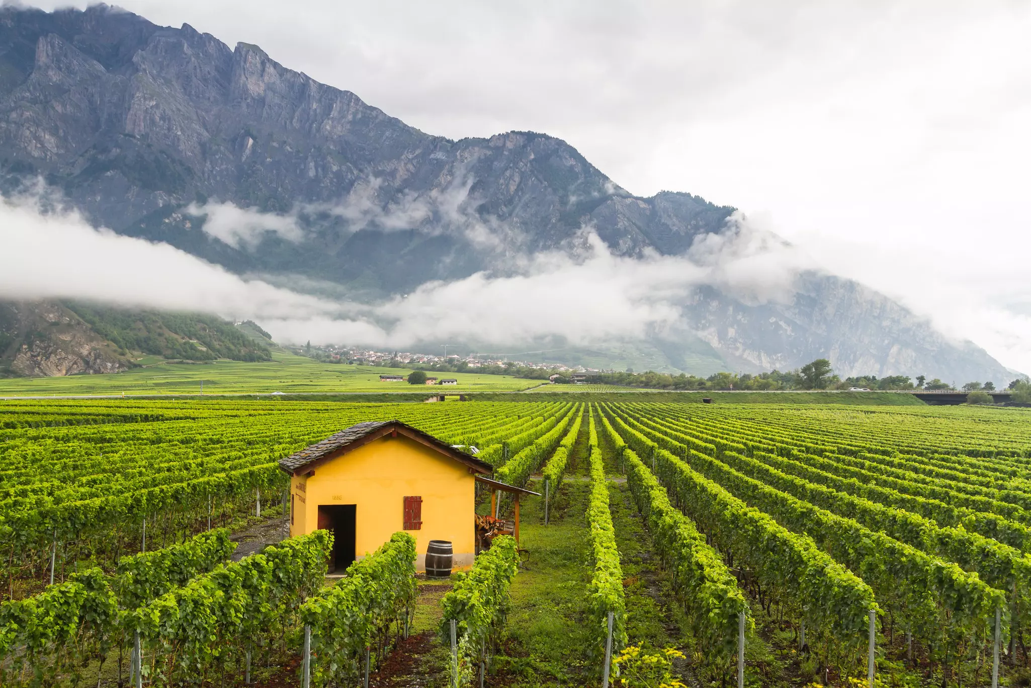 Vineyard with small yellow building in the fields and rocky mountains and low-hanging clouds in the distance.