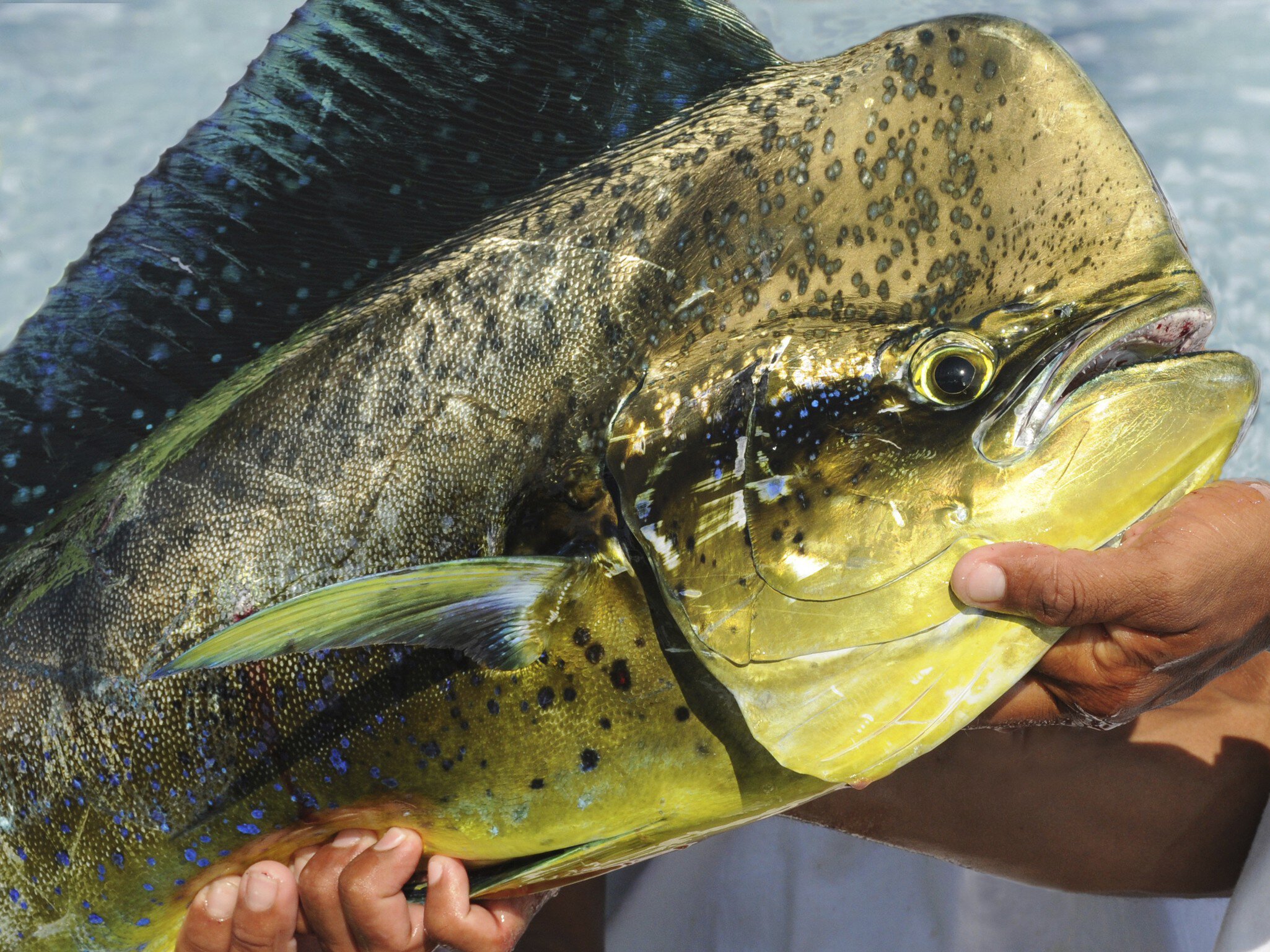Meet Maha Mahi