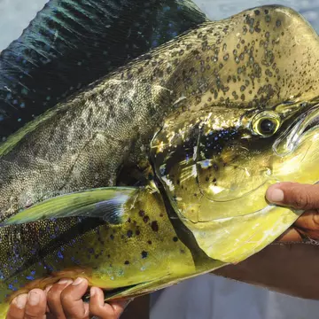 Meet Maha Mahi
