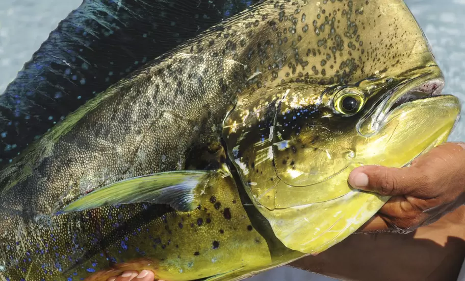 Meet Maha Mahi