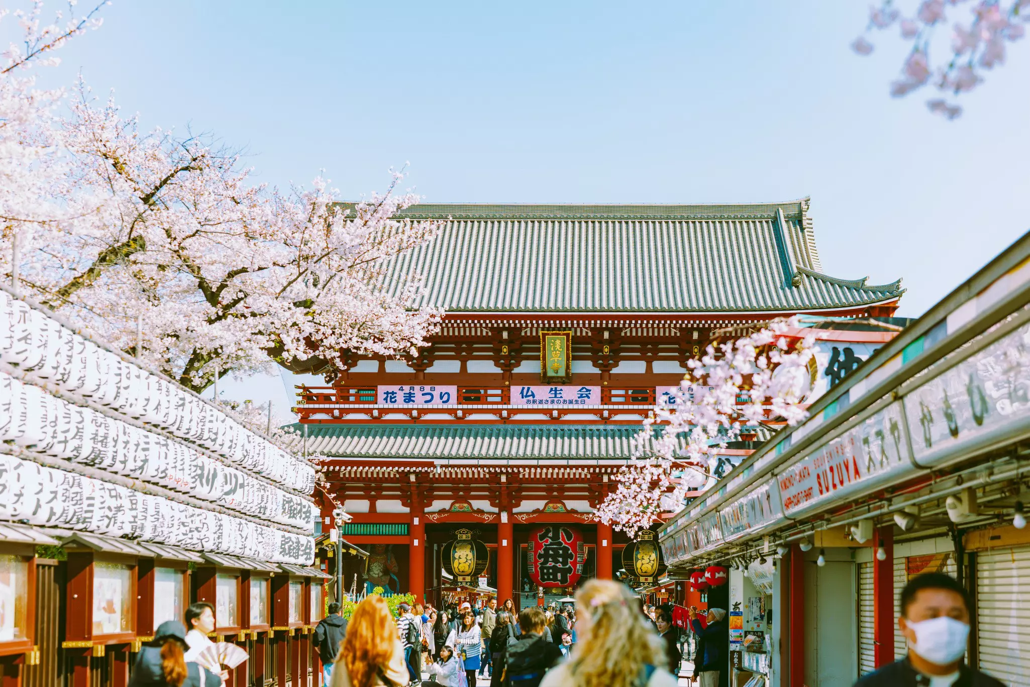 People walk down a cherry tree-lined pathway towards a large gateway building.