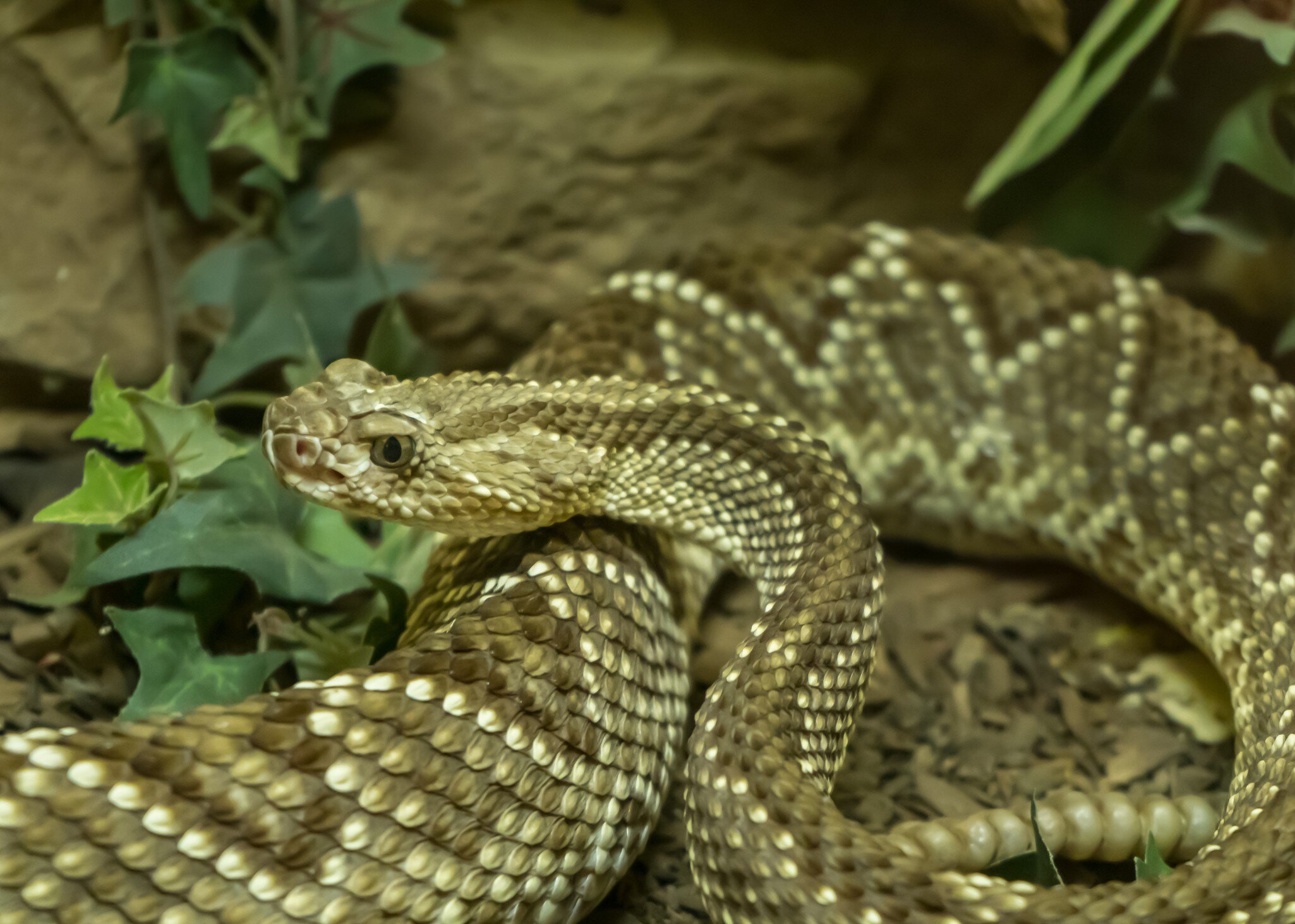 ALBUQUERQUE, NM/USA - OCTOBER 13, 2019: South American Rattlesnake at the American International Rattlesnake Museum a Route 66 attraction.  License Type: media  Download Time: 2023-04-14T12:26:51.000Z  User: Norma.PrauseBrewer_LonelyPlanet  Is Editorial: Yes  purchase_order:   