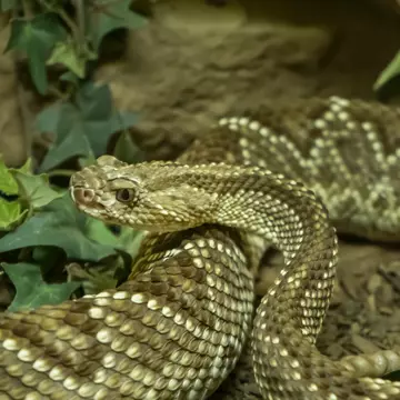 ALBUQUERQUE, NM/USA - OCTOBER 13, 2019: South American Rattlesnake at the American International Rattlesnake Museum a Route 66 attraction.  License Type: media  Download Time: 2023-04-14T12:26:51.000Z  User: Norma.PrauseBrewer_LonelyPlanet  Is Editorial: Yes  purchase_order:   