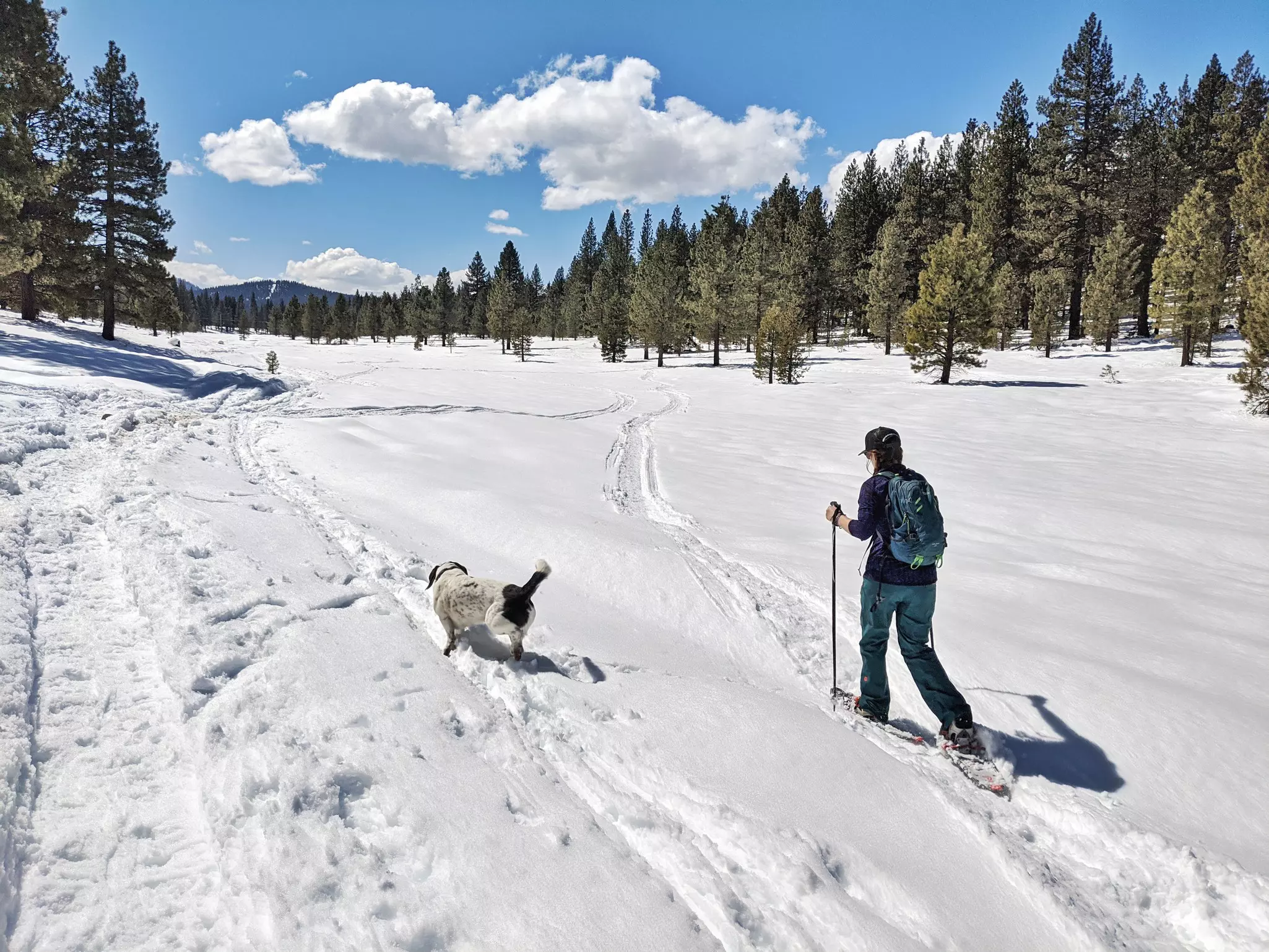A person and a dog in a snowy landscape with tracks from skis.