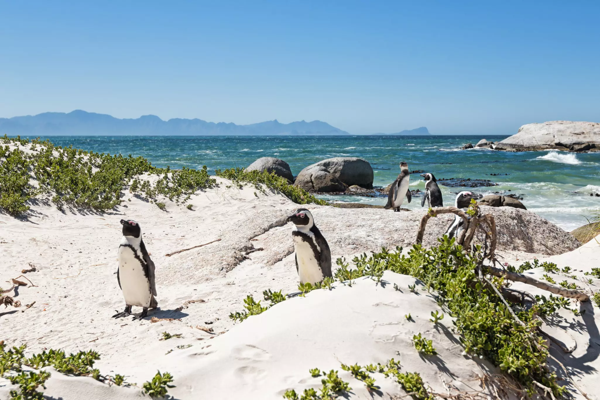 Small African penguins mill around on a sandy beach with the peaks of the South African coastline stretching into the distance