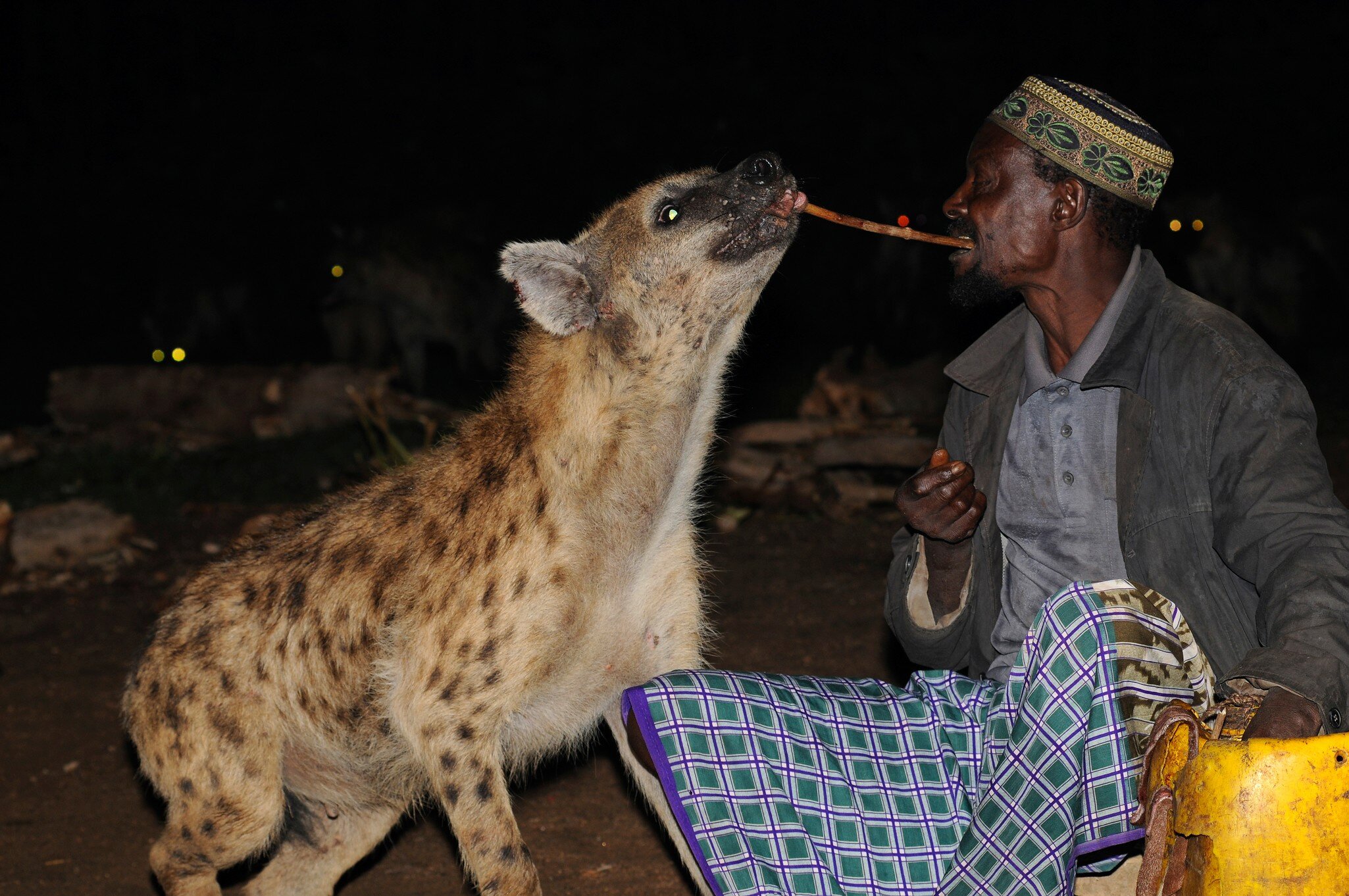 Hyena-man of Harar feeding one spotted hyena. Hararghe, Harari Region, Ethiopia.