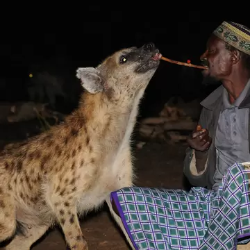 Hyena-man of Harar feeding one spotted hyena. Hararghe, Harari Region, Ethiopia.