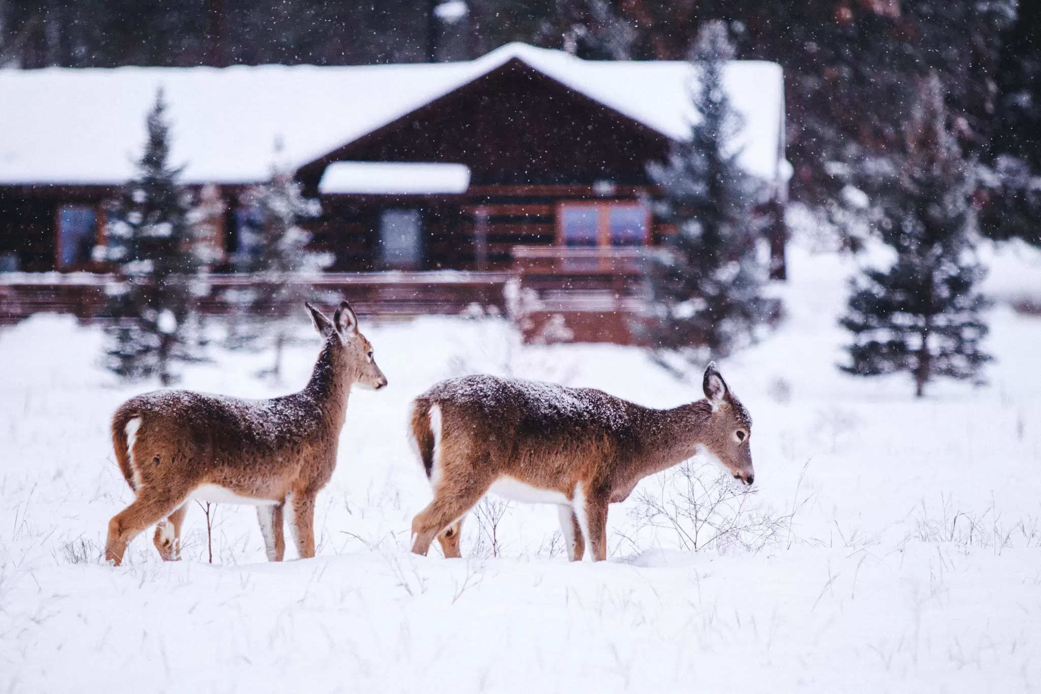 Two deer in the snow. A cabin and small evergreens are in the background