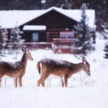 Courtesy image from Paws Up Montana ranch
Use: Hotels that go all out for the winter holidays