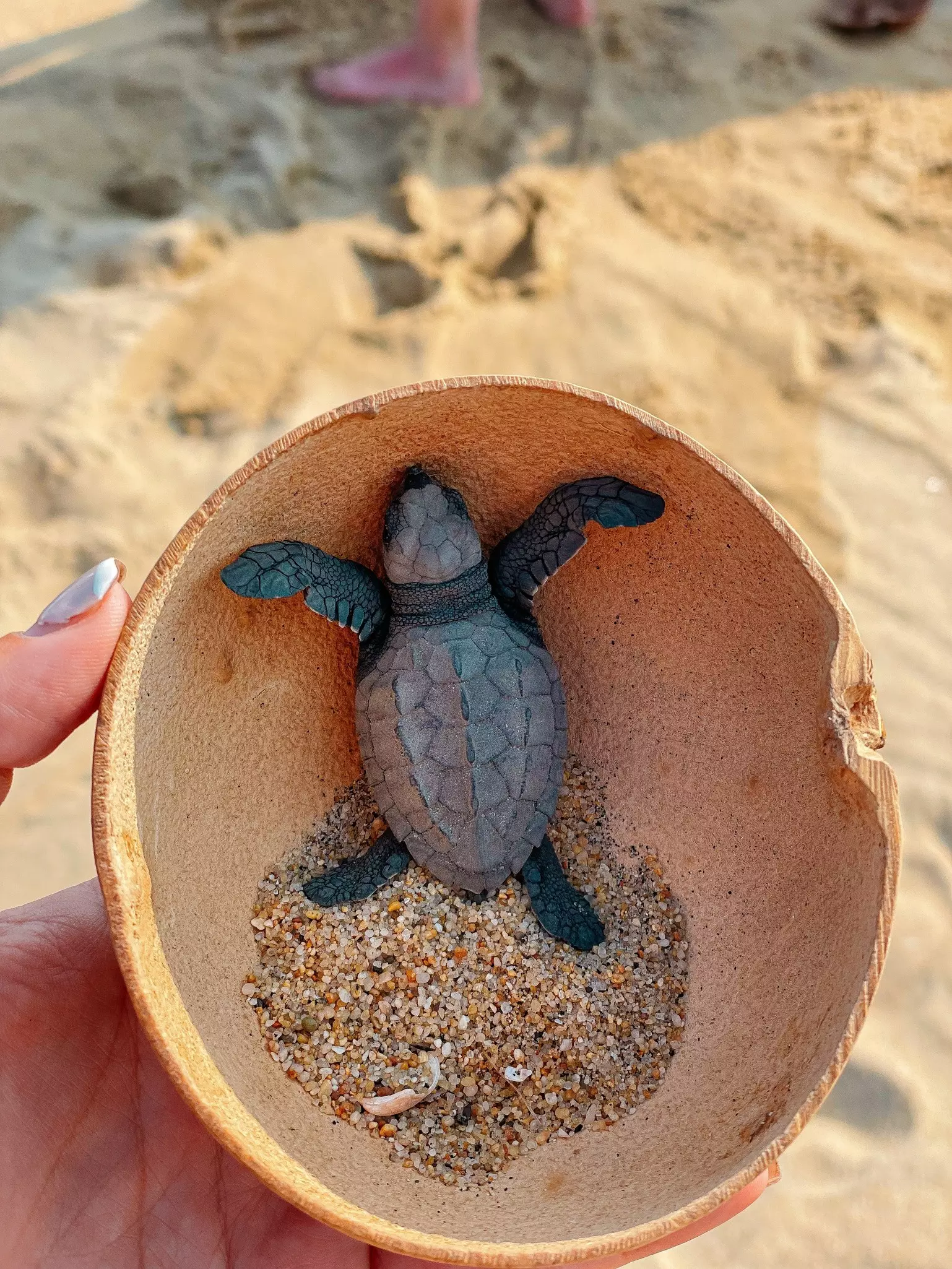 A hand holds a gourd bowl containing a baby turtle and sand.