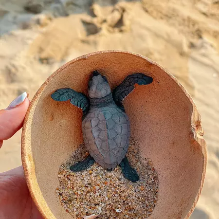 A hand holds a gourd bowl containing a baby turtle and sand.