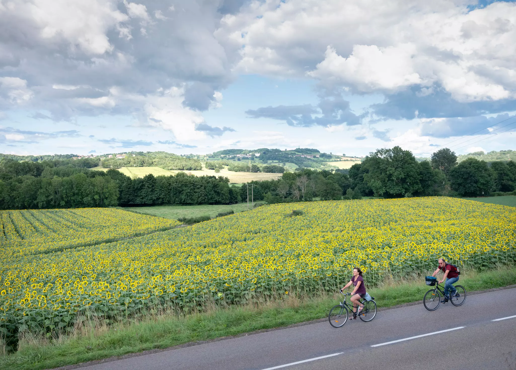 Two cyclists speed downhill in a rural area beside a field full of yellow sunflowers.
