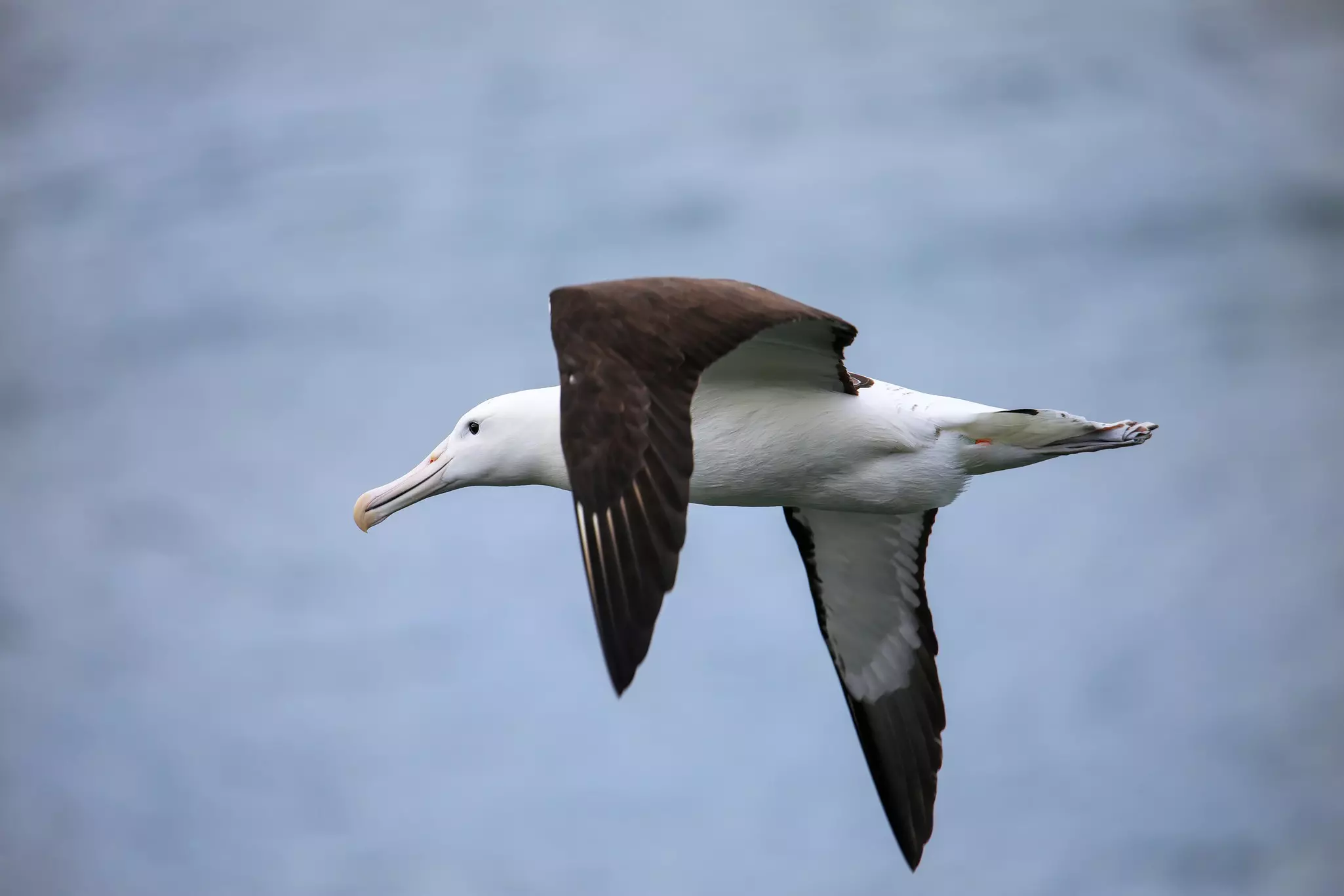 A large gray and white bird in flight.