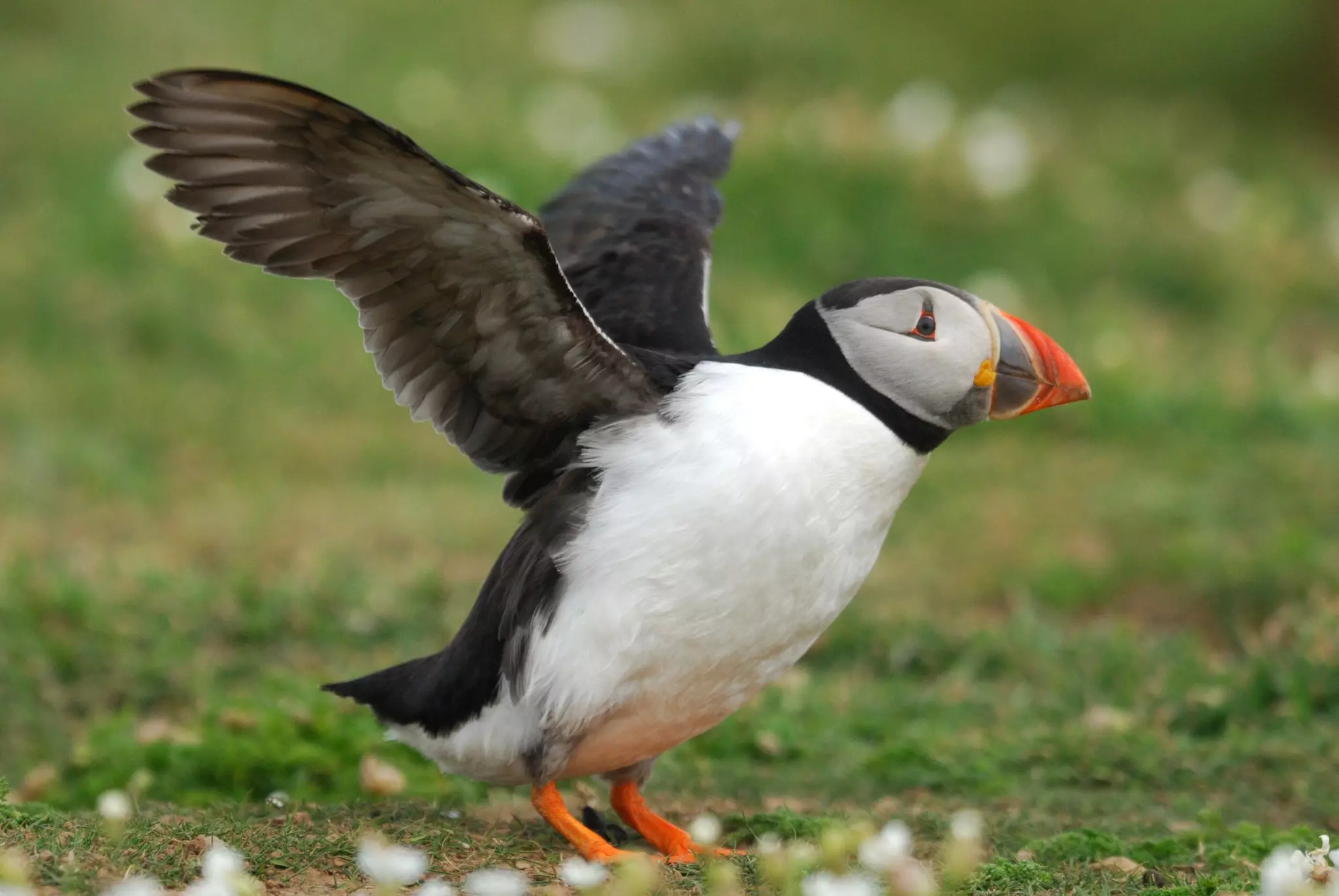 Atlantic Puffin (Fratercula arctica) about to take off from Skomer Island, Wales, UK.