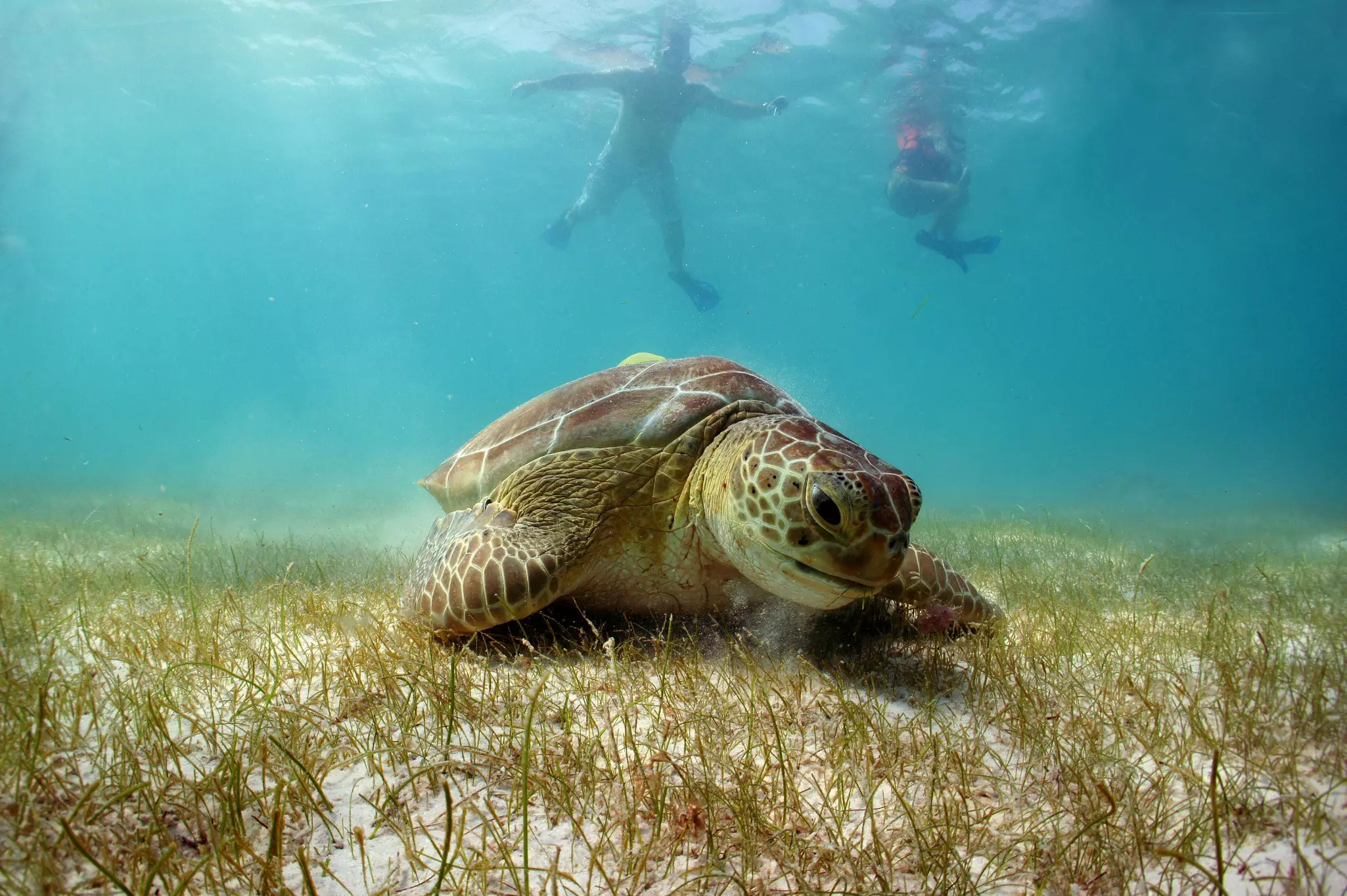 A sea turtle sits the seabed, watched by two people snorkeling behind.