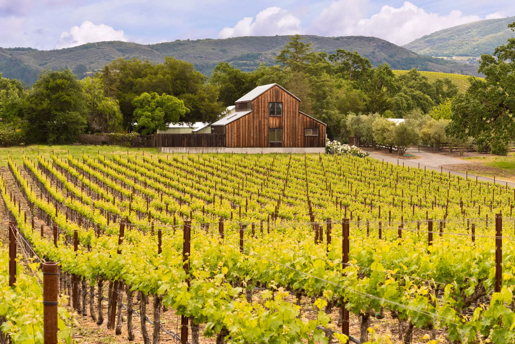 Napa Valley Vineyards, Spring, Mountains, Sky, Clouds, Barn