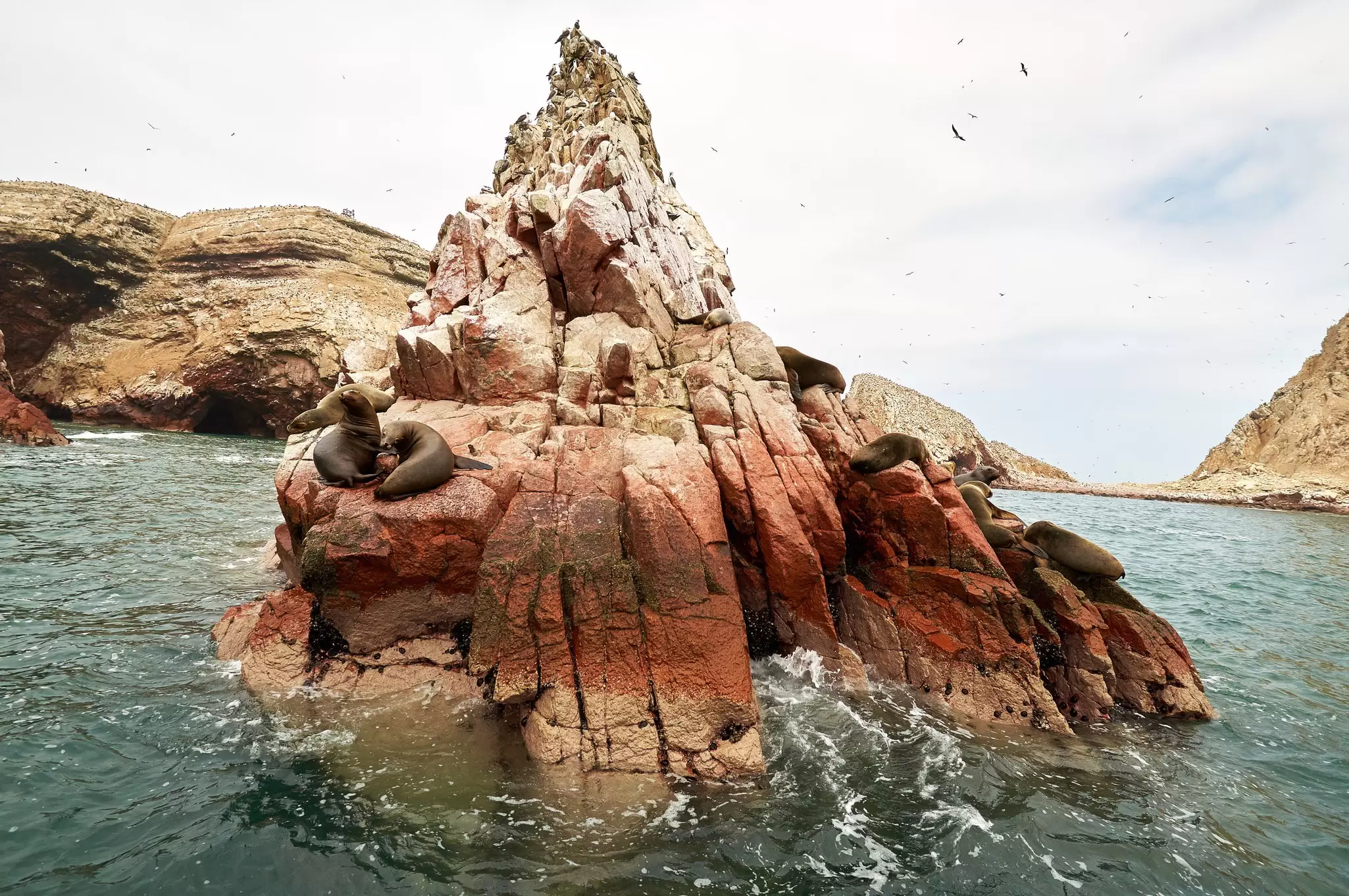 Sea lions and birds on red rock formation looking at the camera on the Islas Ballestas, Paracas National Reserve, Peru.
