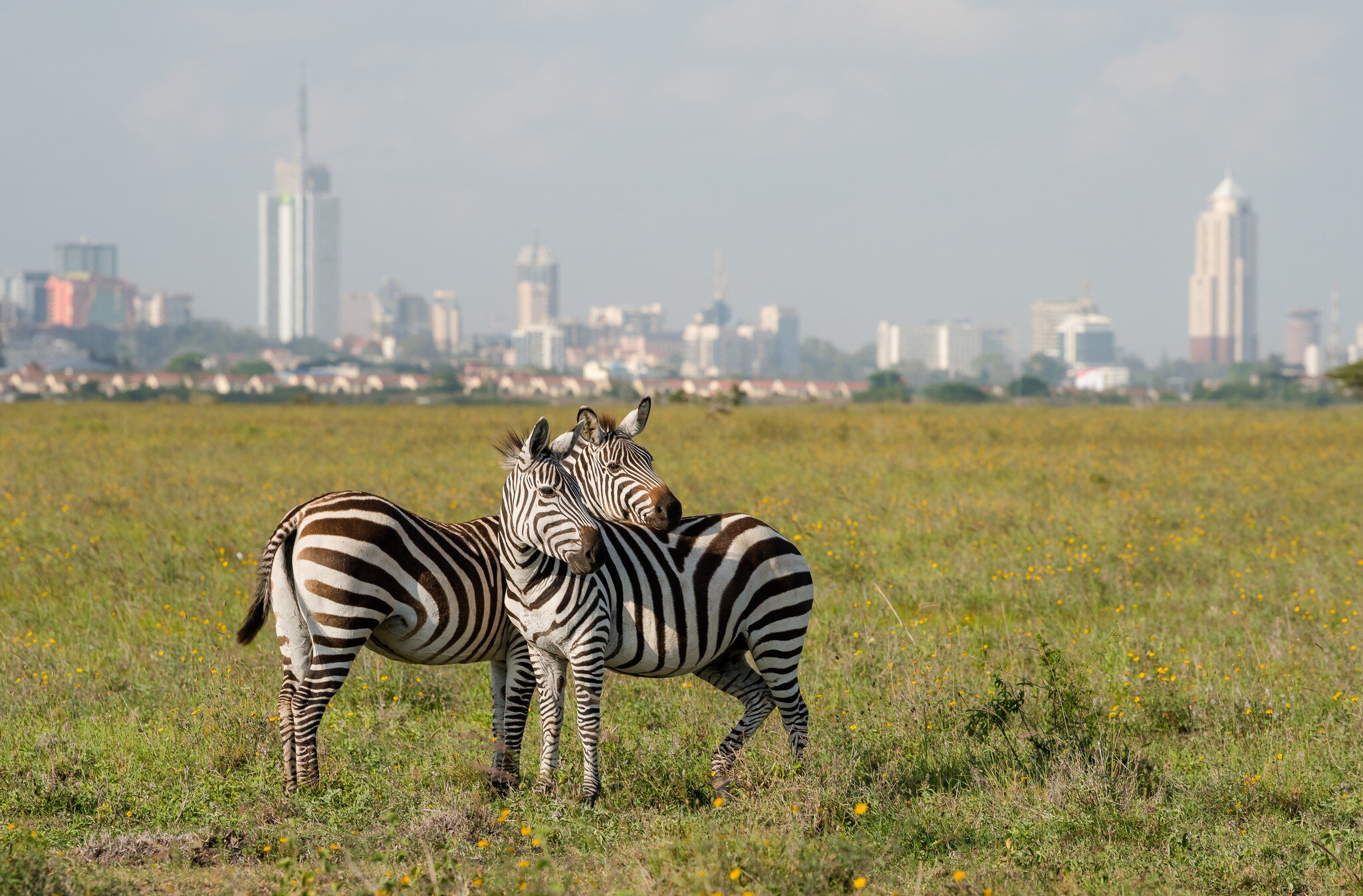 Two Zebras in a field at Nairobi national park with Nairobi city in the background.