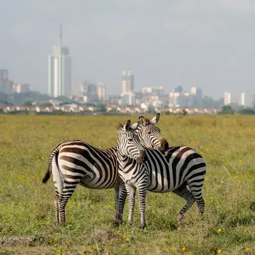 Two Zebras in a field at Nairobi national park with Nairobi city in the background.