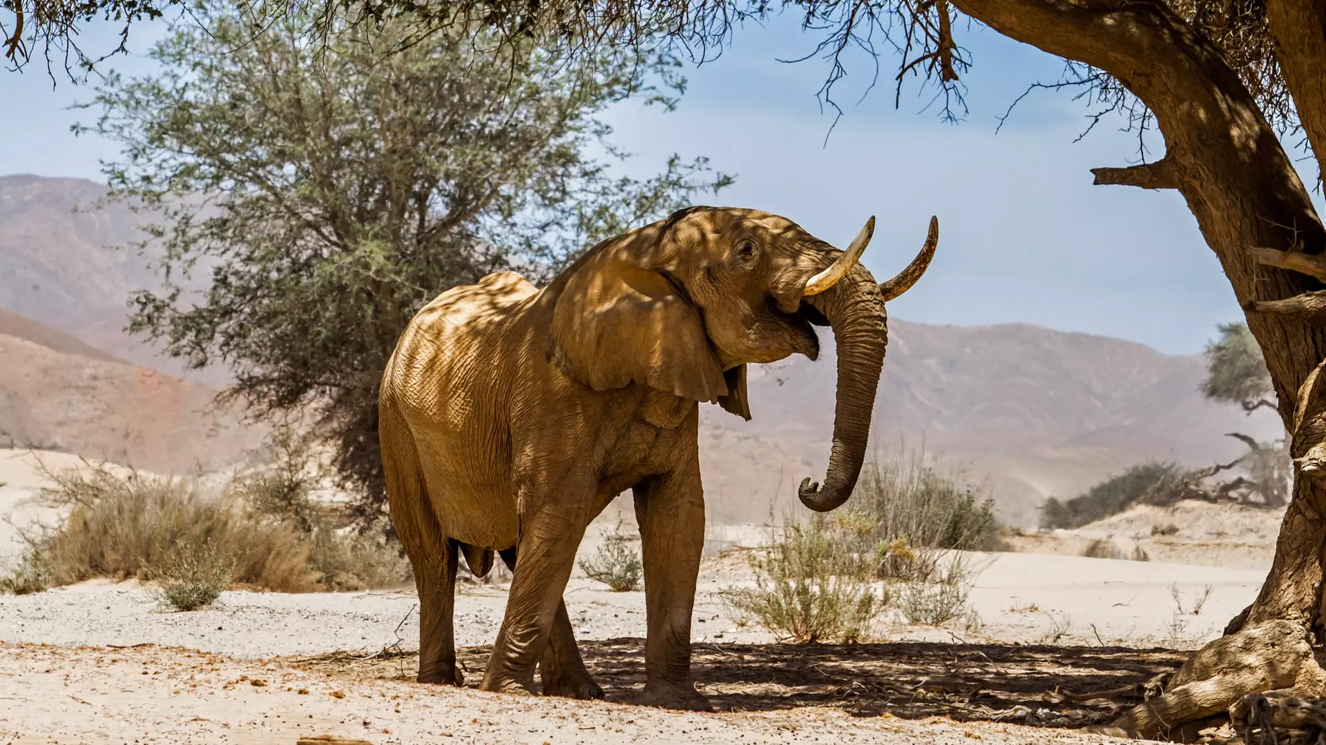 Henk Bogaard/Shutterstock